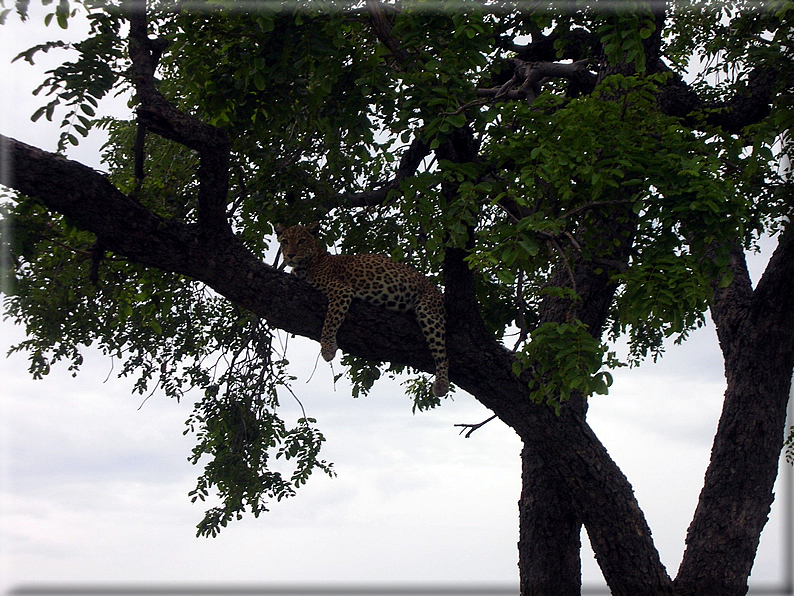 foto Parco nazionale del Chobe